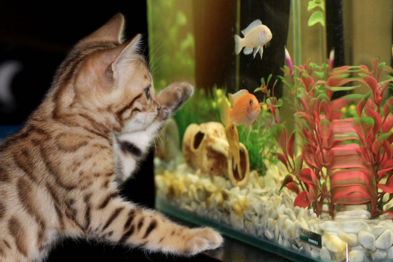 kočka u akvária